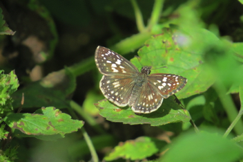 Tropical Checkered-Skipper - female